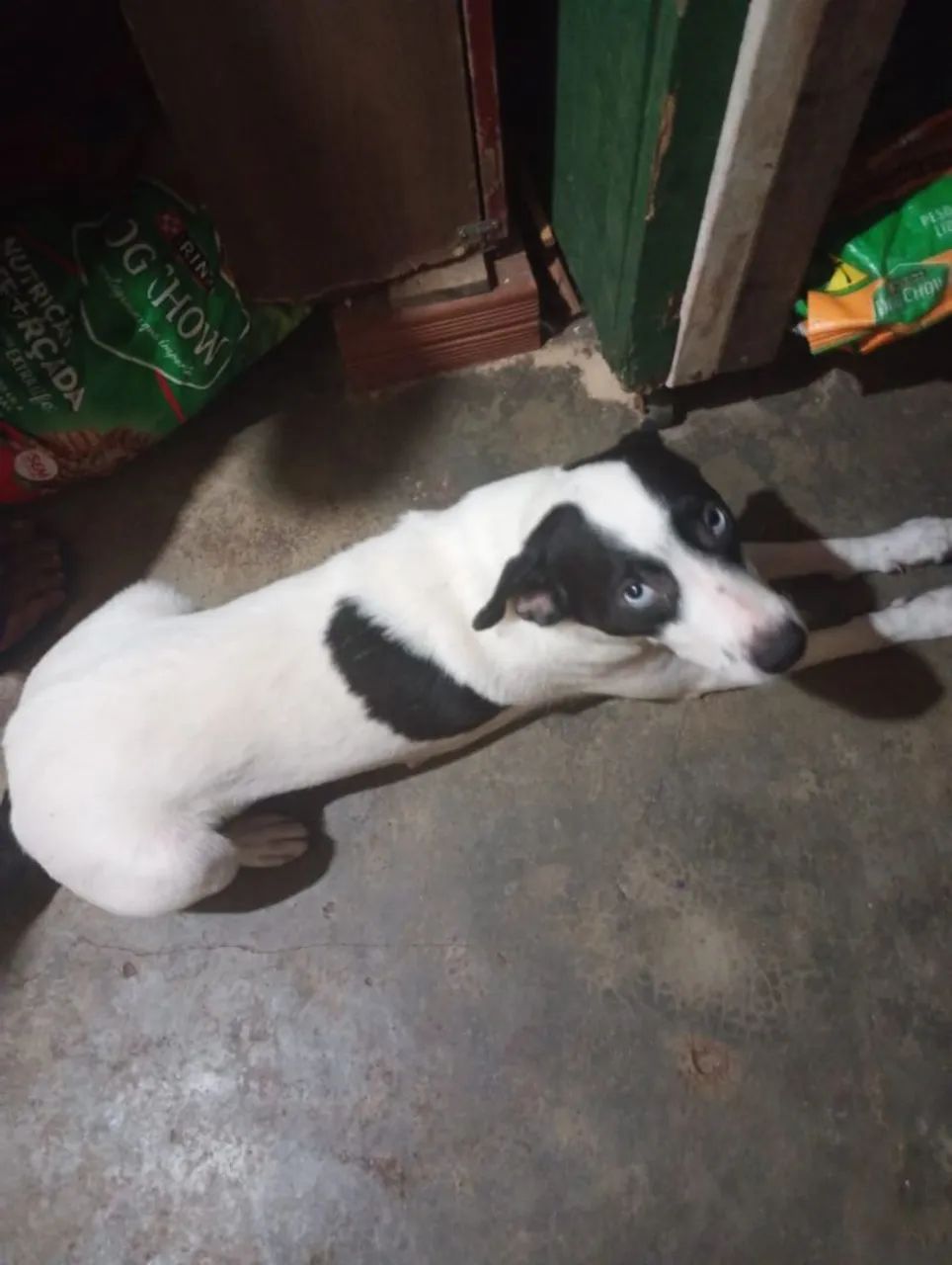 Doação consciente de uma cachorrinha - Foto 2