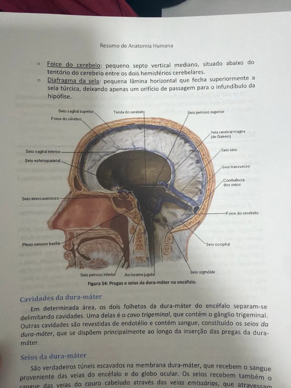 resumo de anatomia - Foto 4