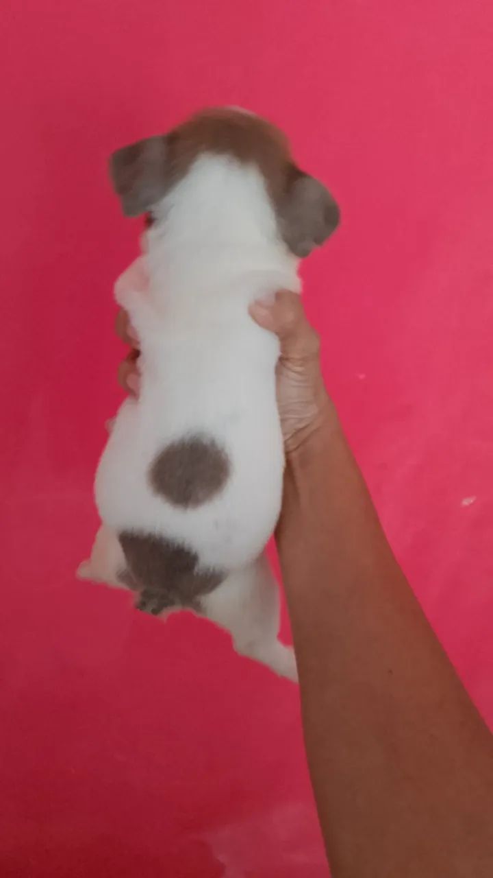 Bulldog francês 