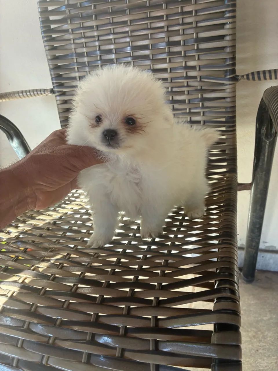 Lulu da pomeranea  - Foto 4