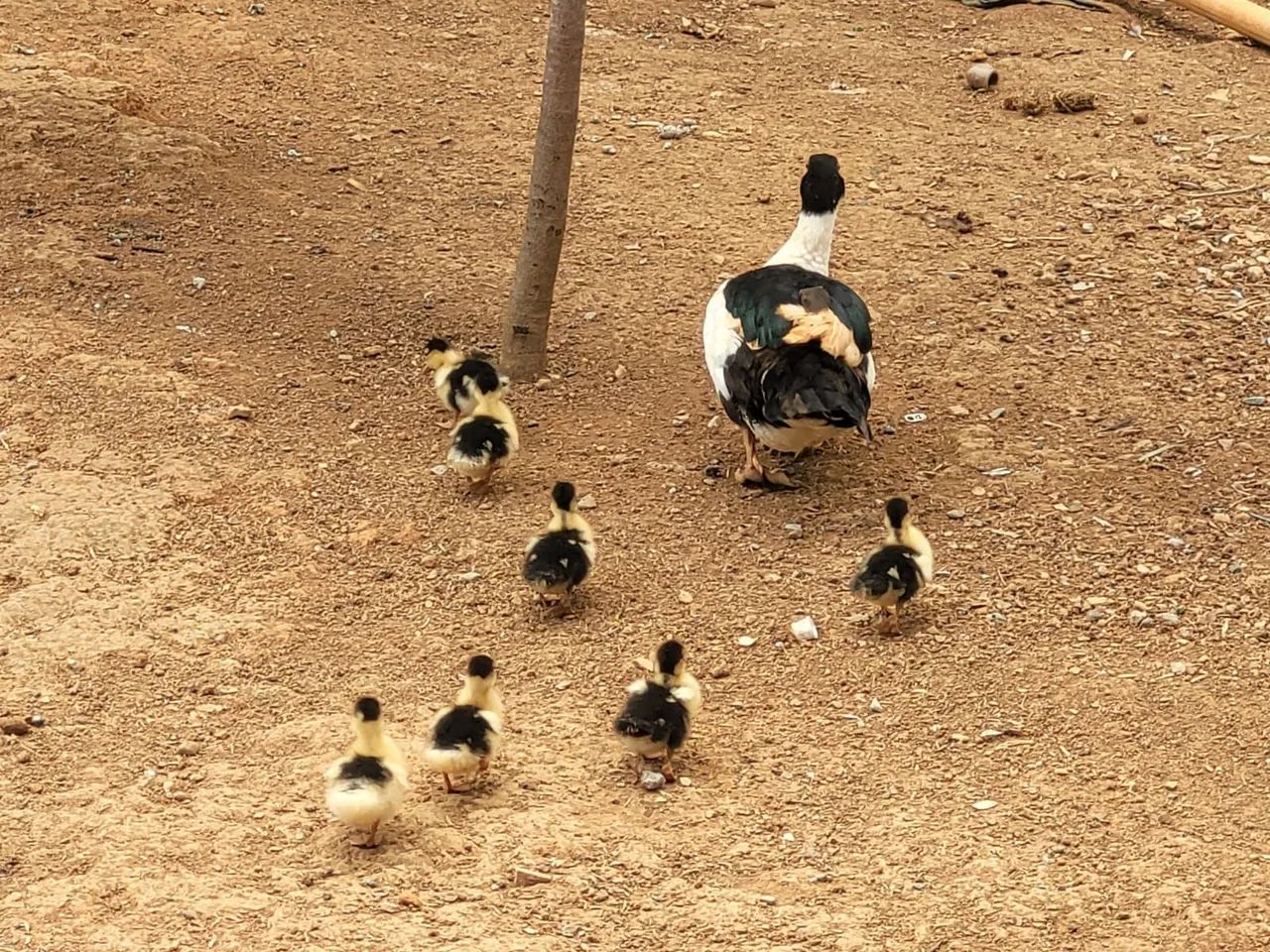 Vendo patos e ovos caipiras  - Foto 2