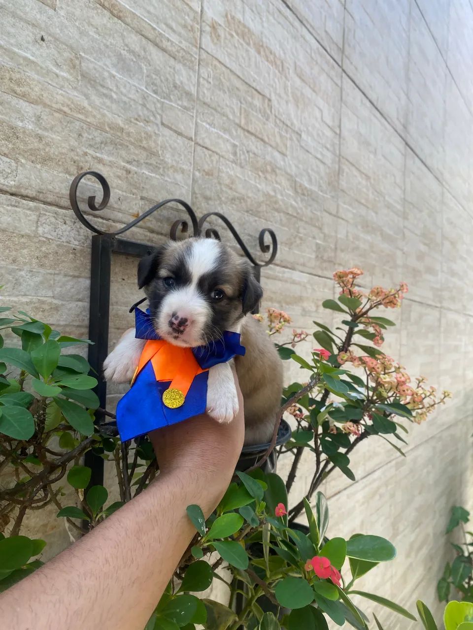 Maltês com shitzu machinho caminha brinde - Foto 2