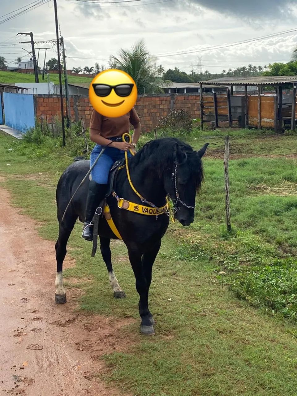 Cavalo  - Foto 2