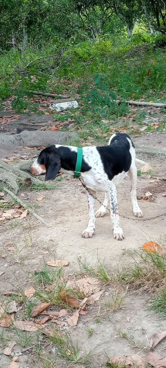 Cães  - Foto 2