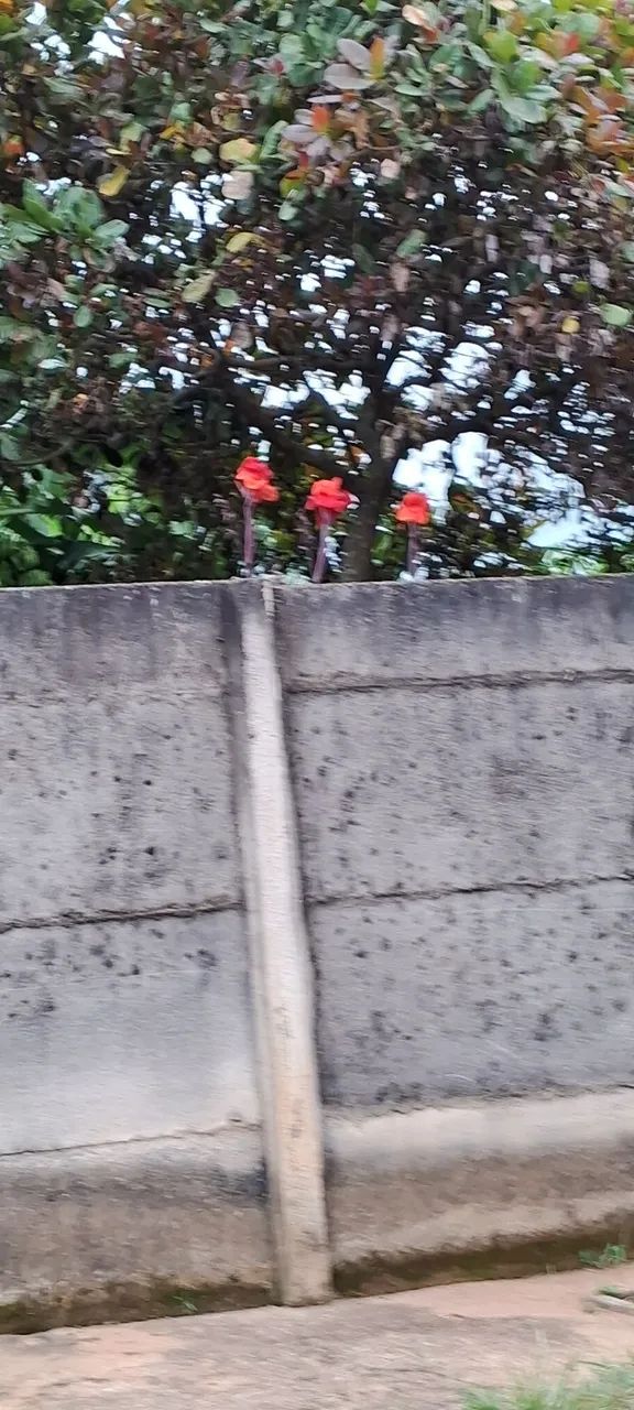 Chácara dentro da cidade com VISTA linda . - Foto 4