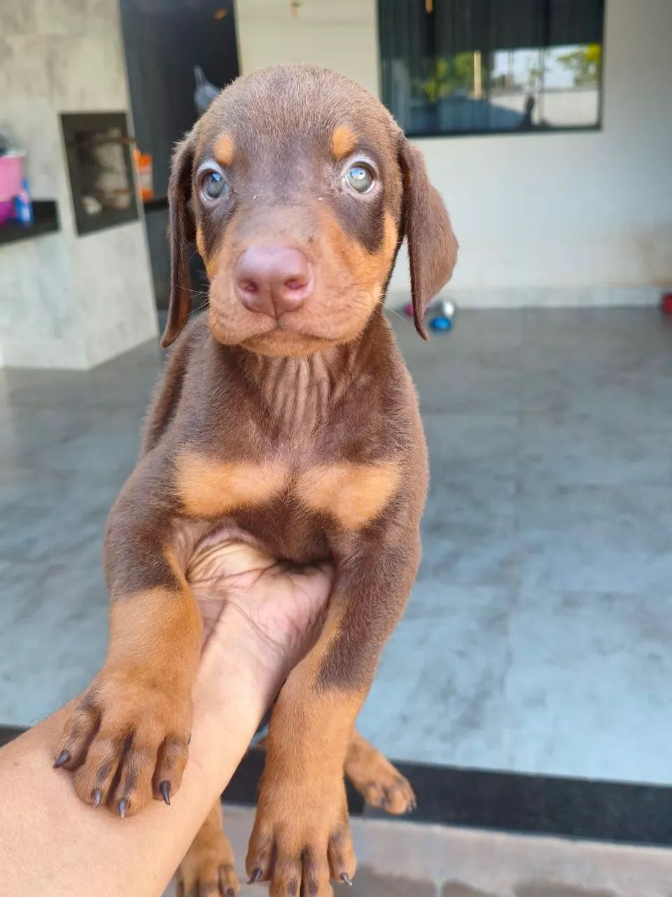Filhotes de Doberman com 45 dias - Foto 2