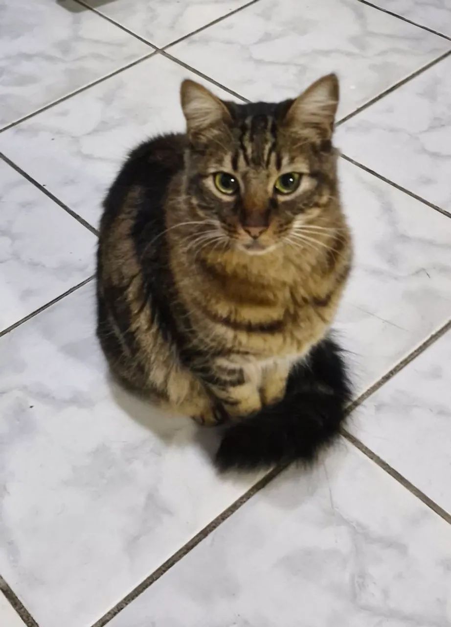 Gato