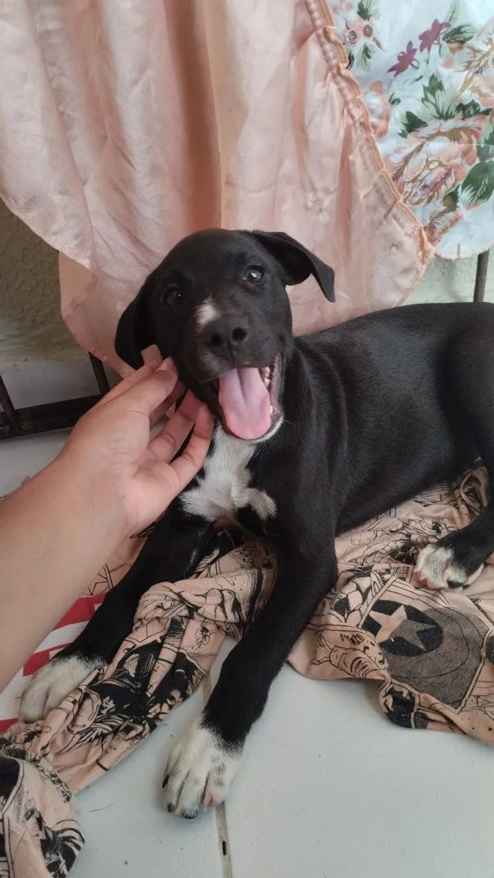 Cachorro  - Foto 3