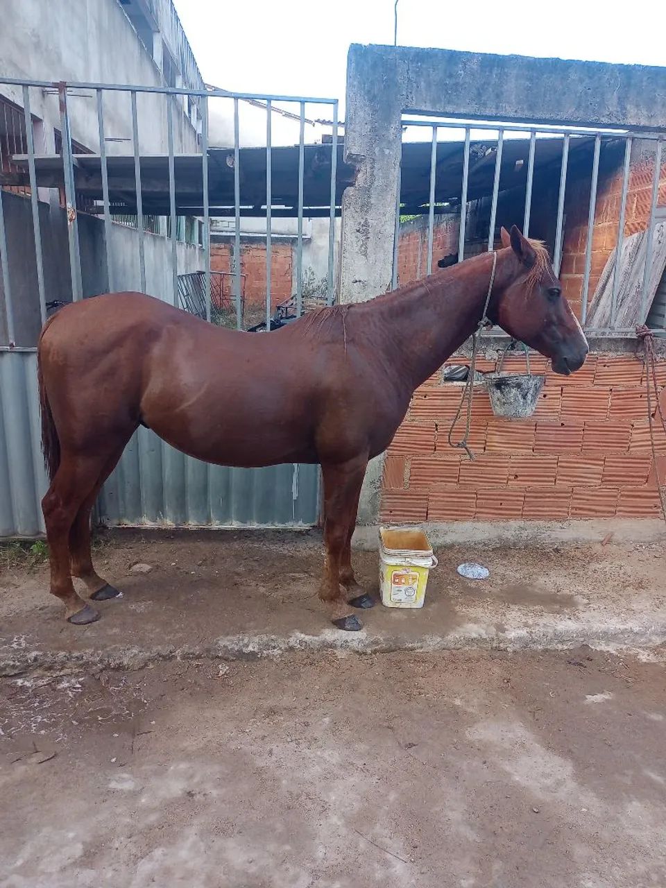 Potro Quarto de milha 