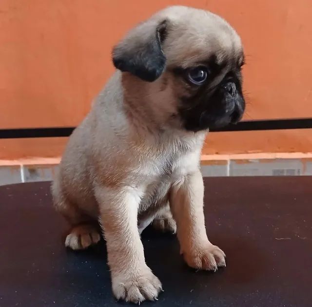 Filhote de pug  - Foto 3