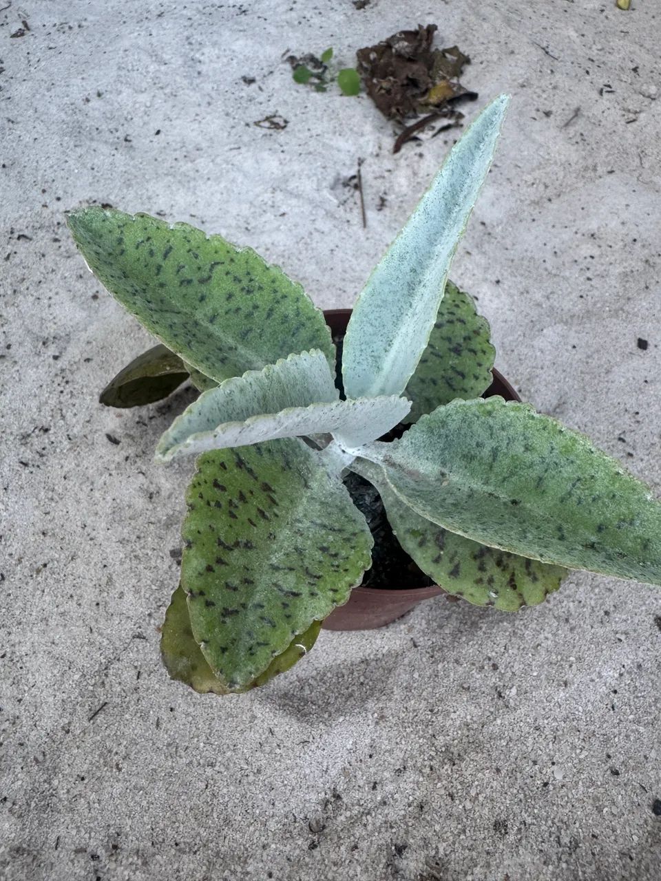 Suculentas 