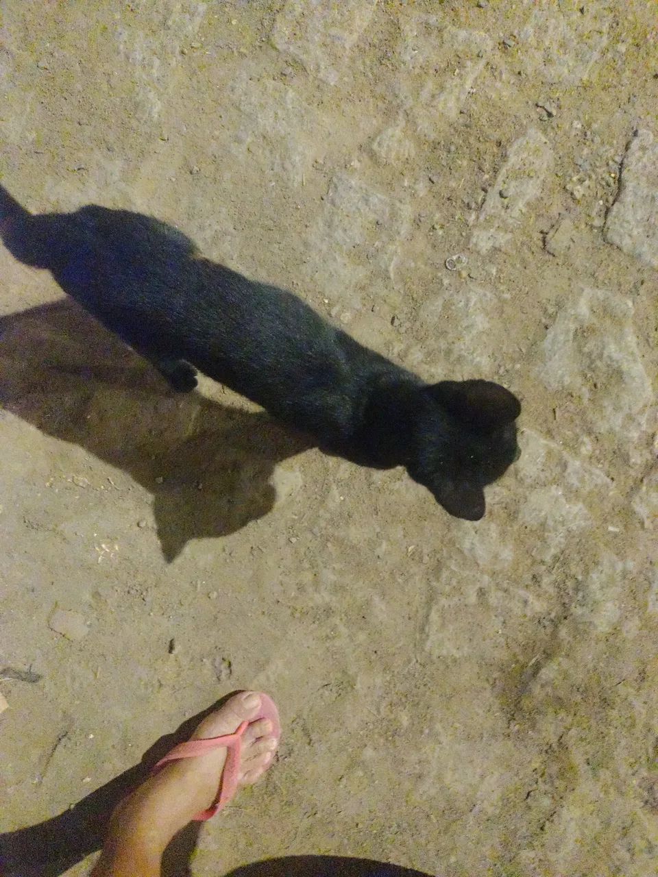 Gatinho 