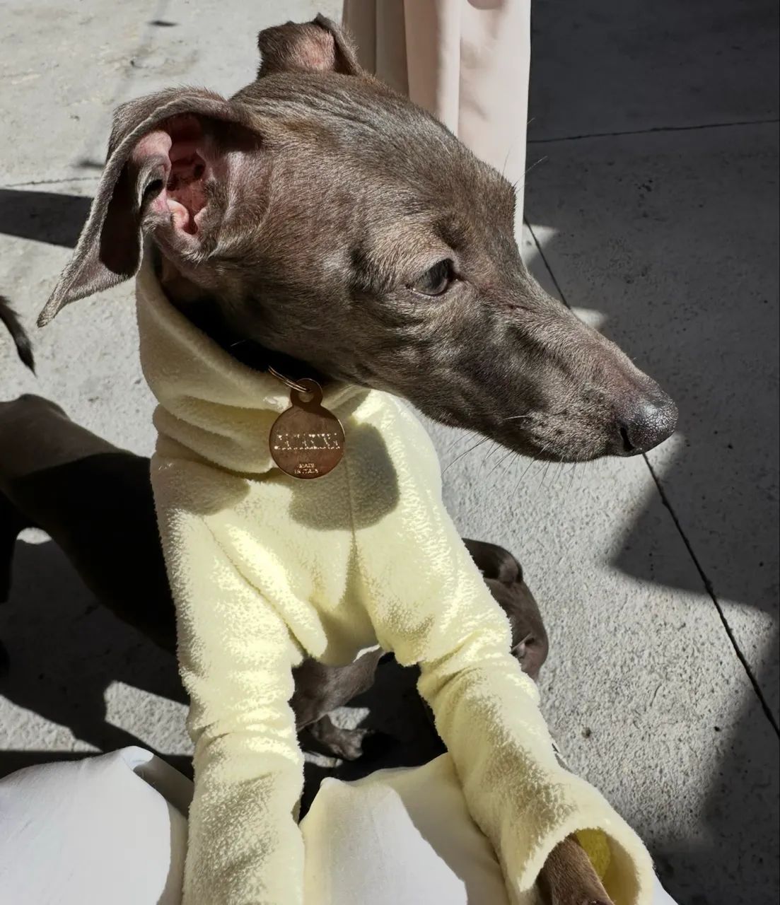 Galgo Italiano  - Foto 5