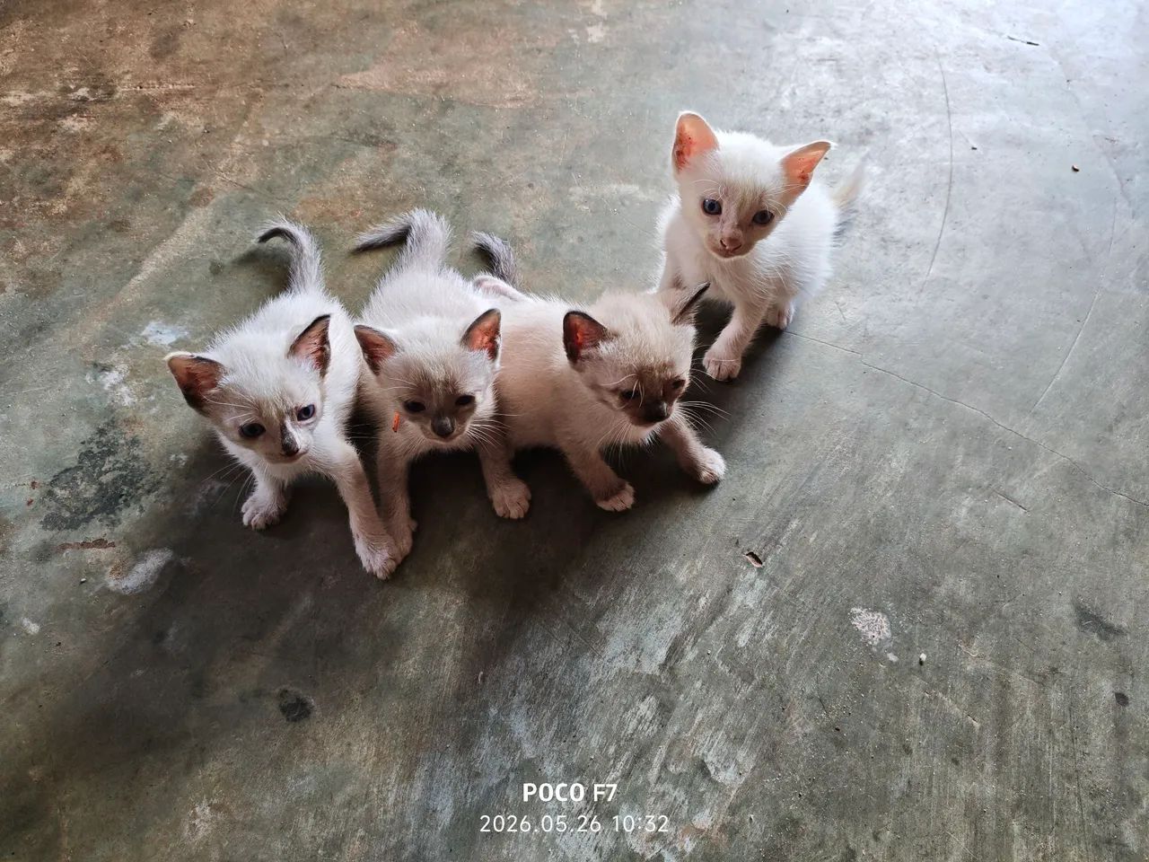 Adote um gatinho  - Foto 4