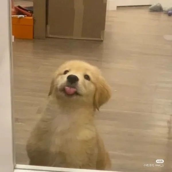 Golden adorável 