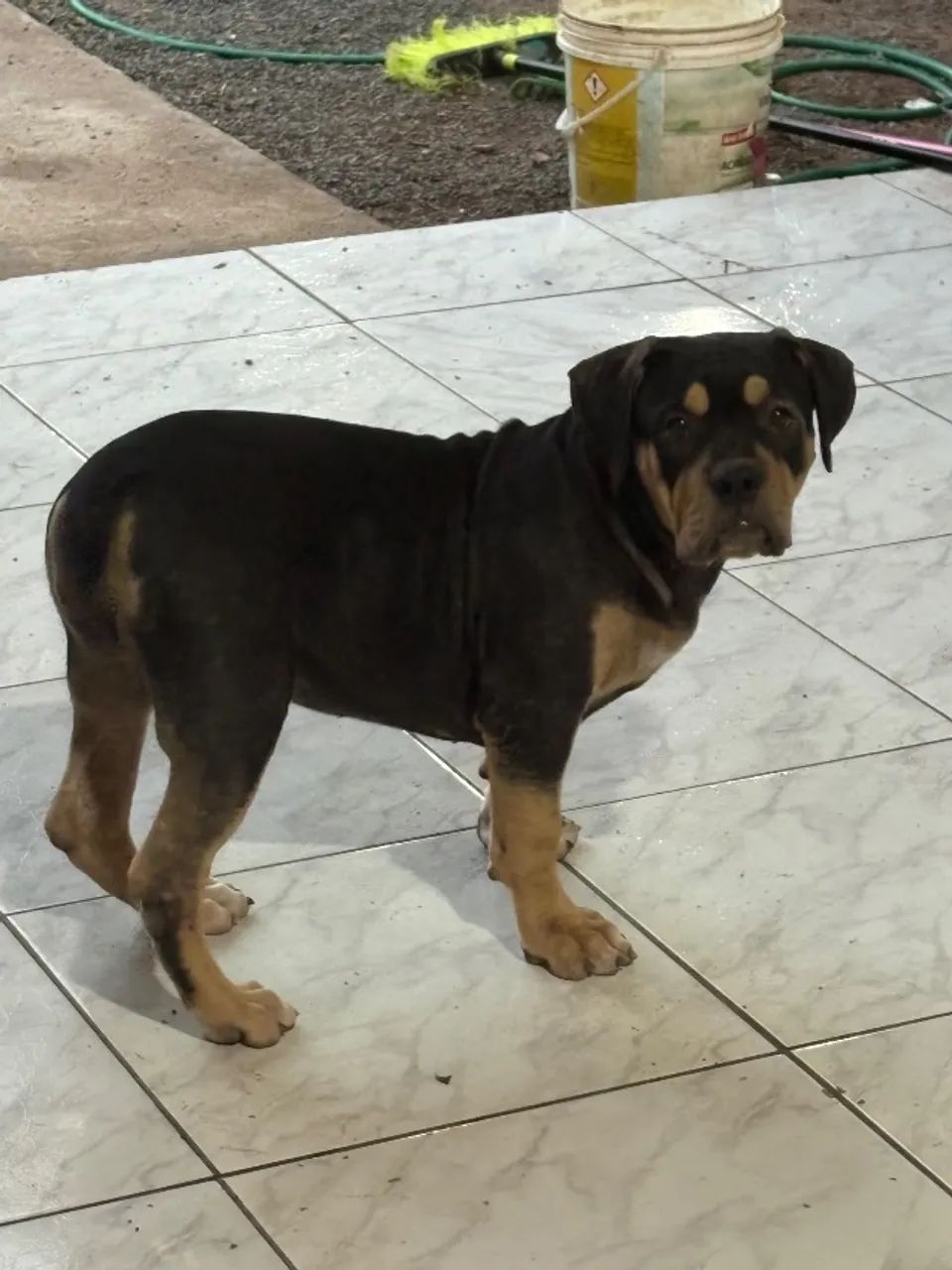 Vendo filhote  - Foto 2