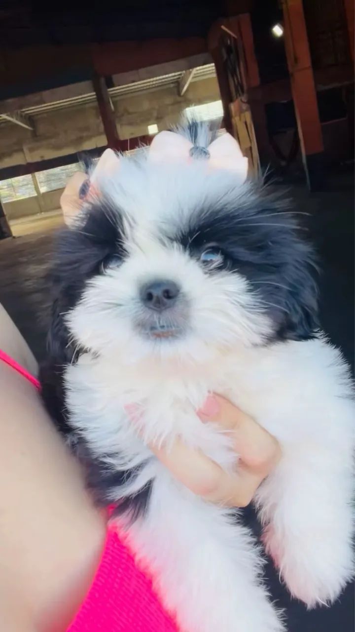 Cachorro shihtzu