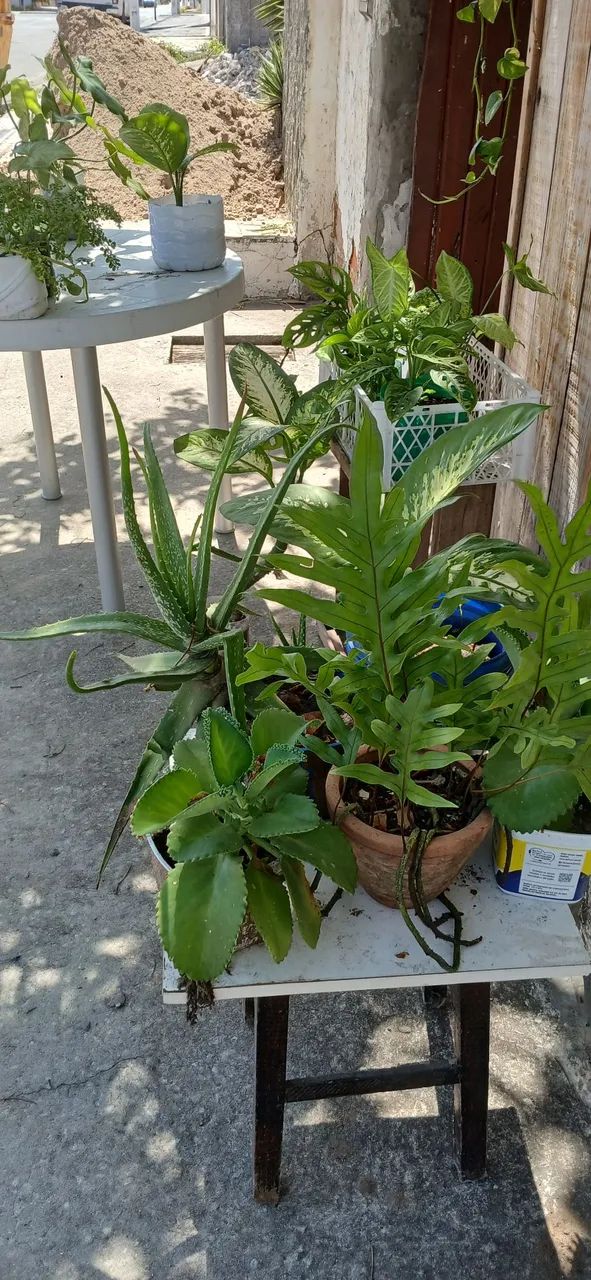 Plantas 