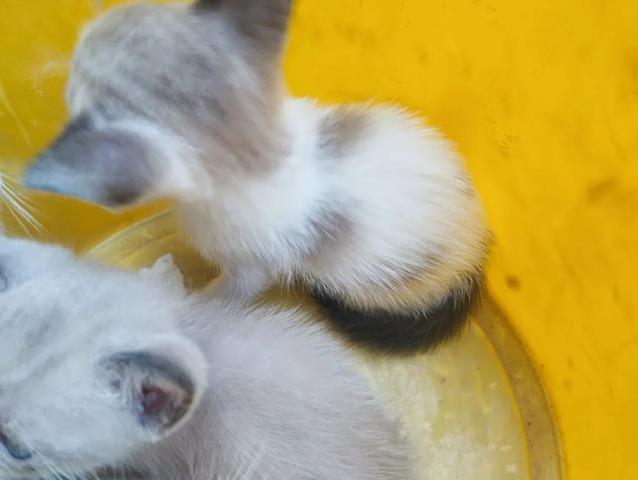 Gatos pra doação  - Foto 4