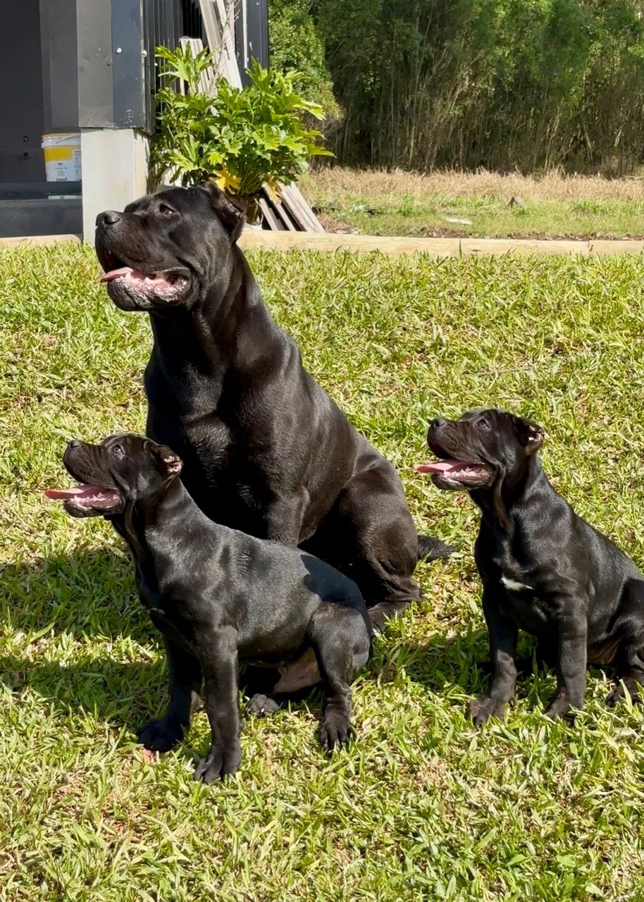 Cane Corso 
