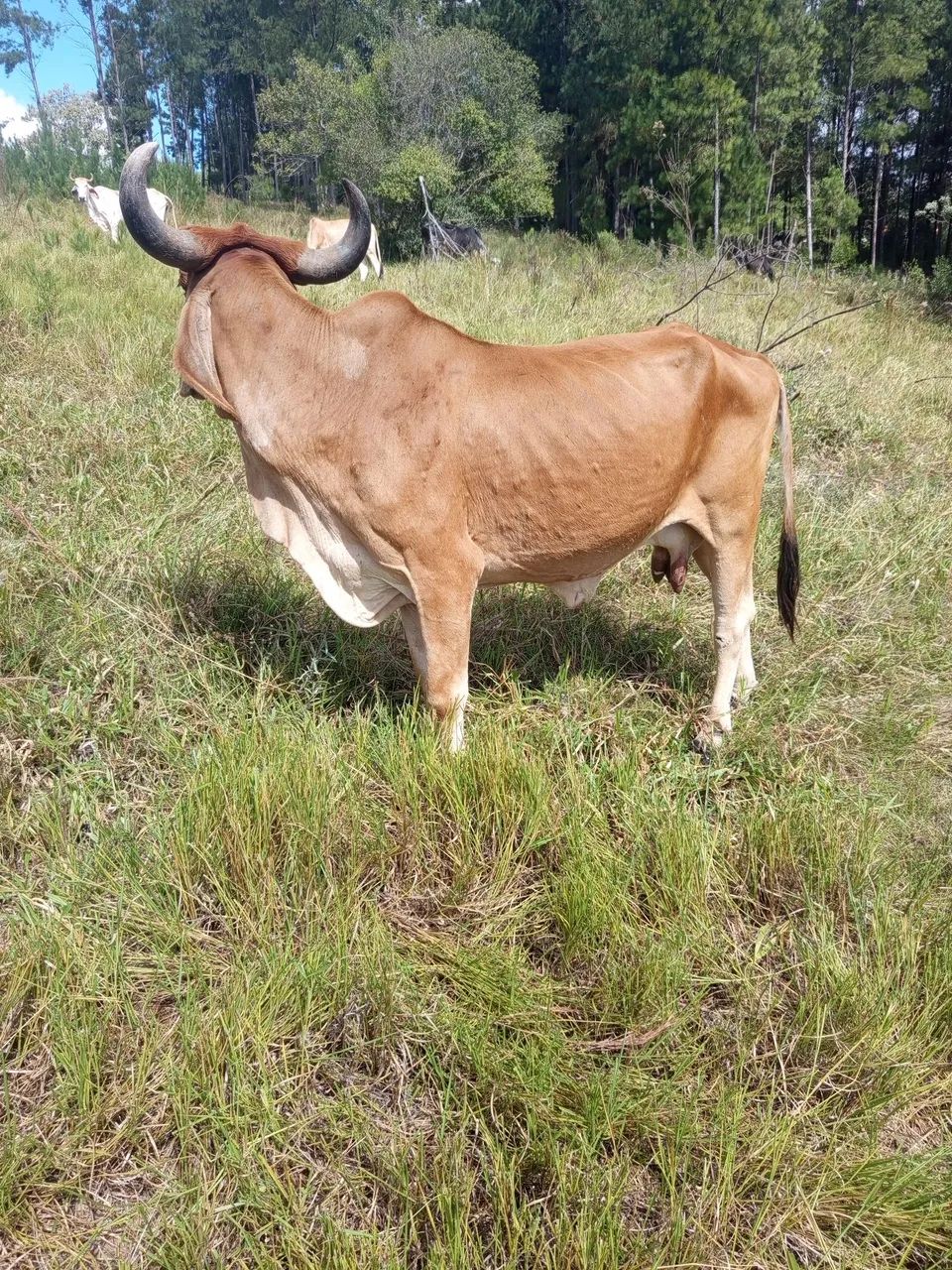 Vaca gir com indubrasil 