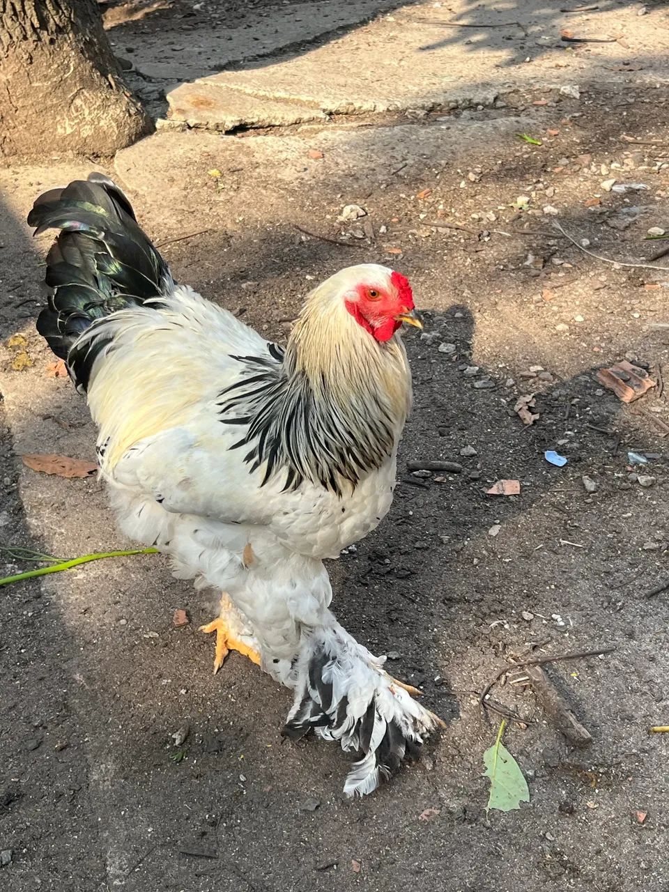 GALO BRAHMA - Foto 3