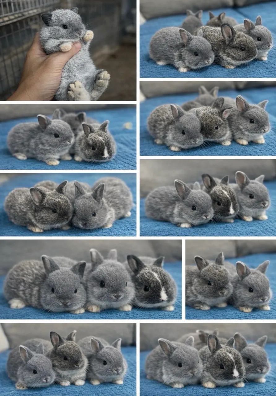 Mine Coelhos - Foto 6