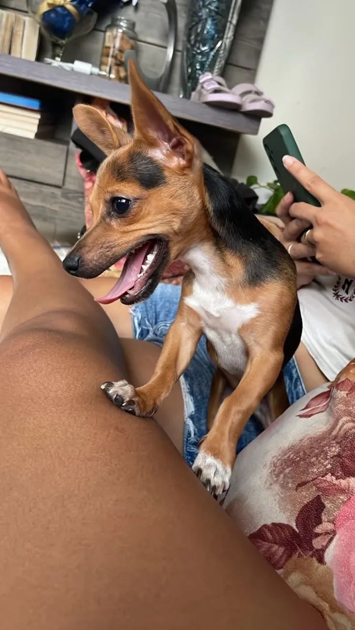 Pinscher 