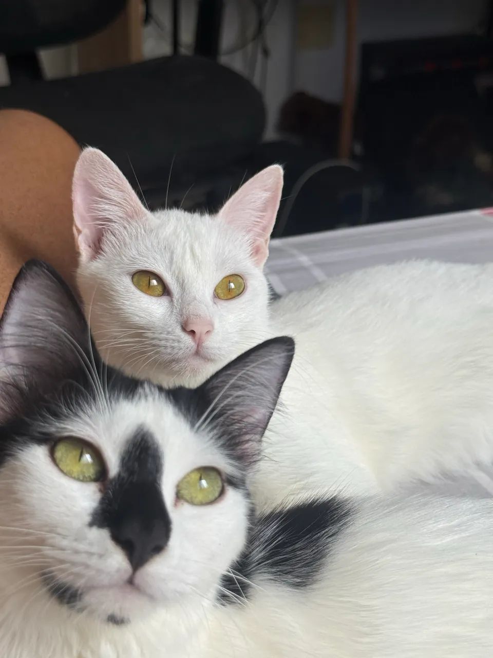 Gatas para adoção  - Foto 2