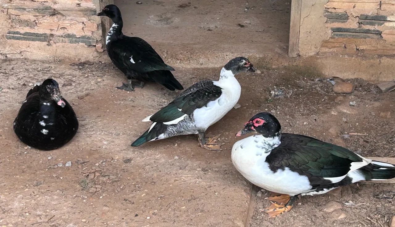 Patos
