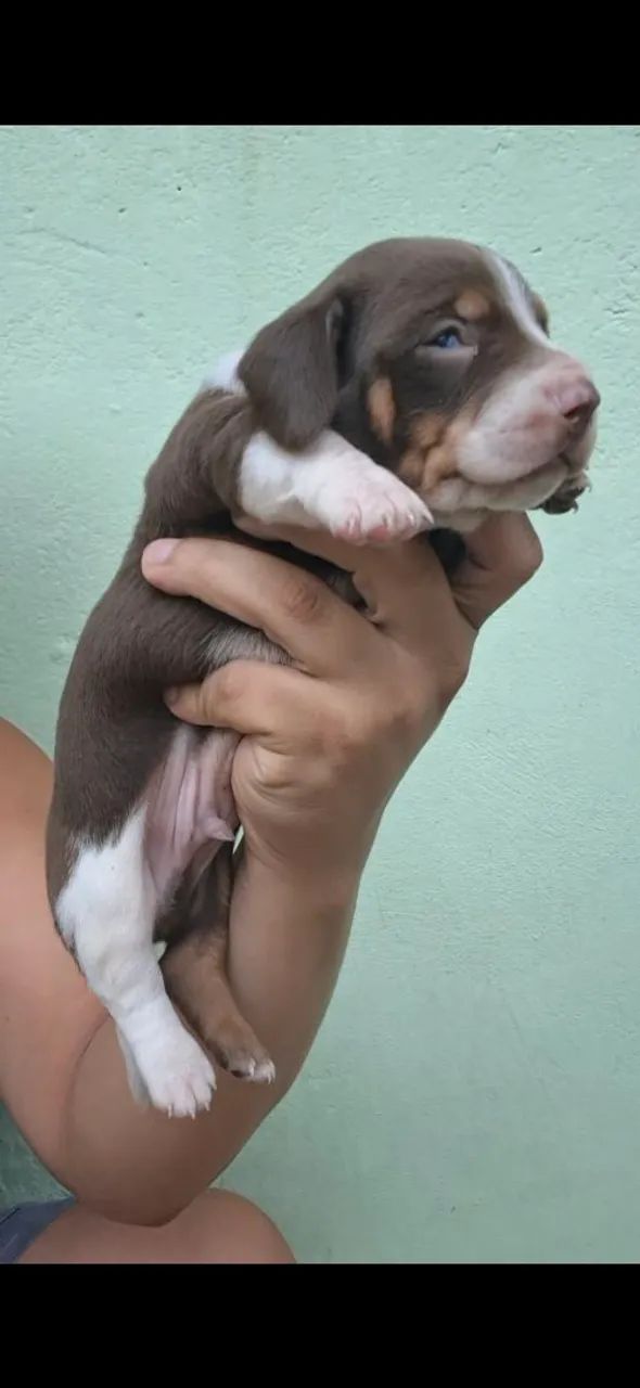 Filhotes de daschund  - Foto 2