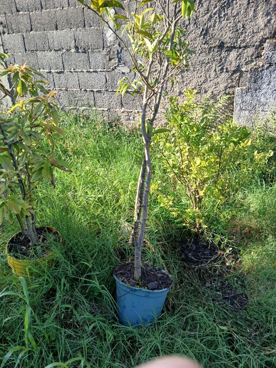 Muda de frutíferas  - Foto 2