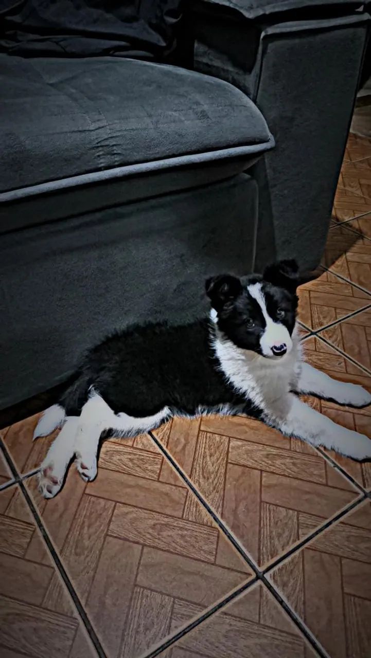 border collie
