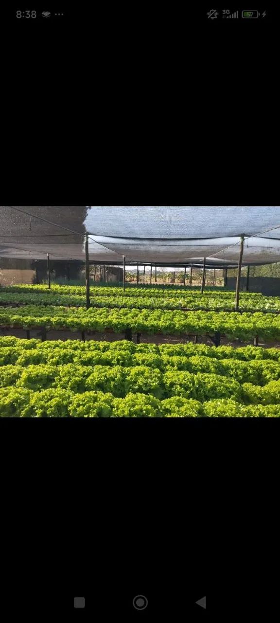 Hidroponia  - Foto 3