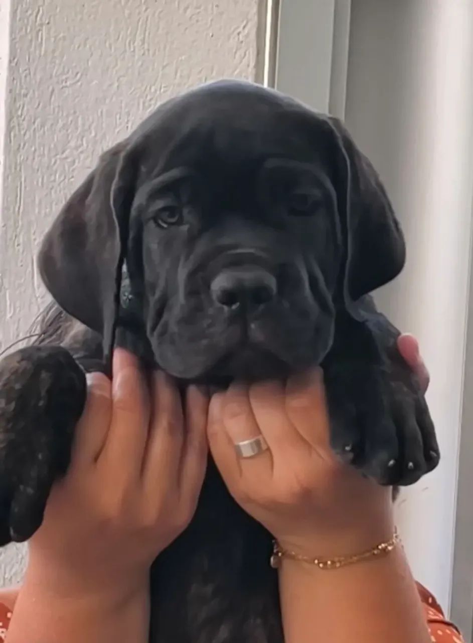Filhotes Cane Corso - Foto 2