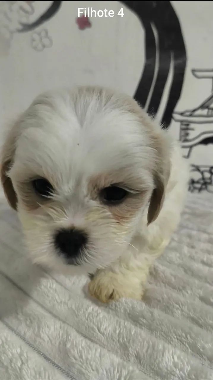 Lhasa apso Macho - Foto 3