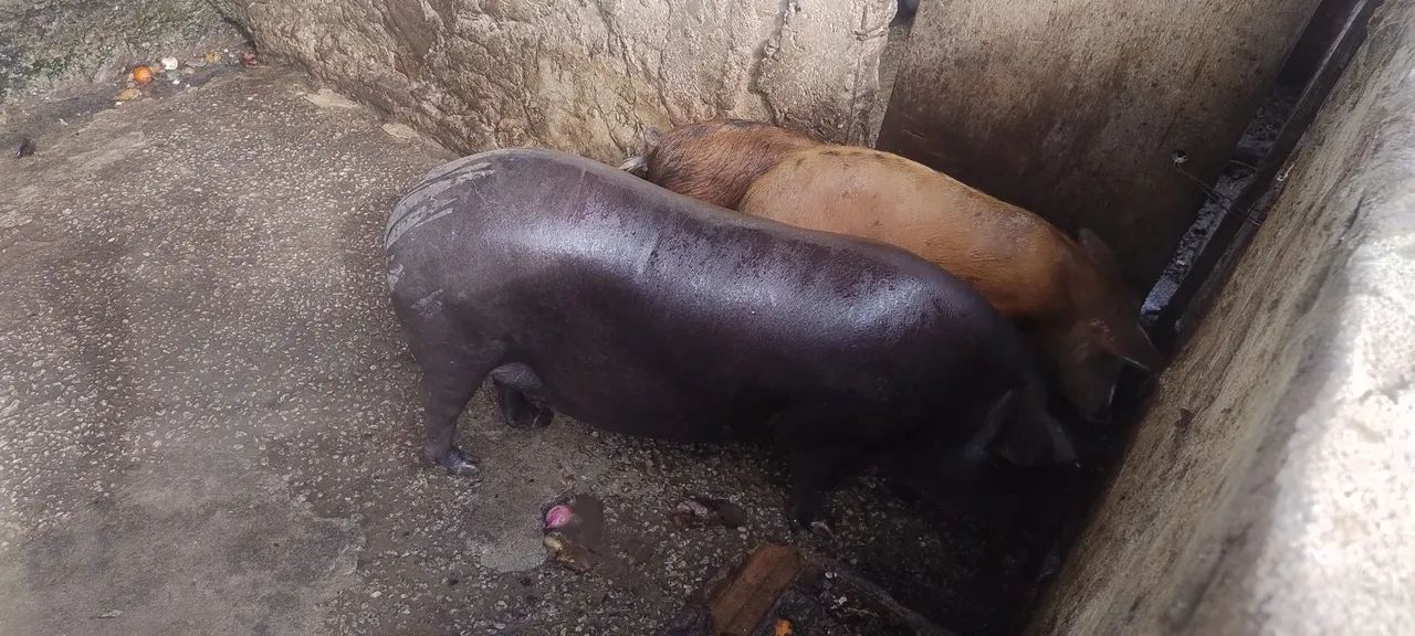 Leitoa pirapitinga 
