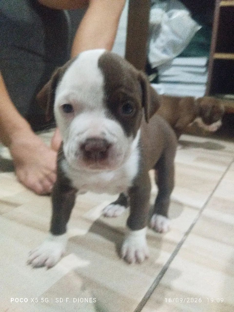 Filhote de Pit Bull  - Foto 5