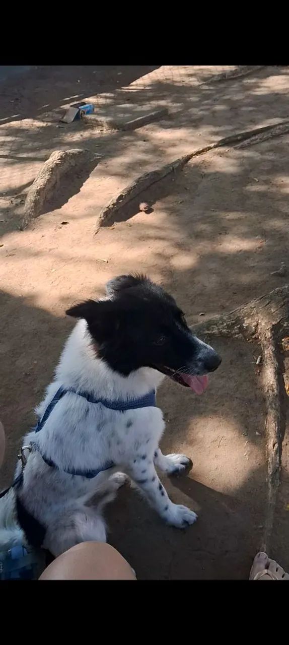 Adoção cachorro macho! - Foto 3
