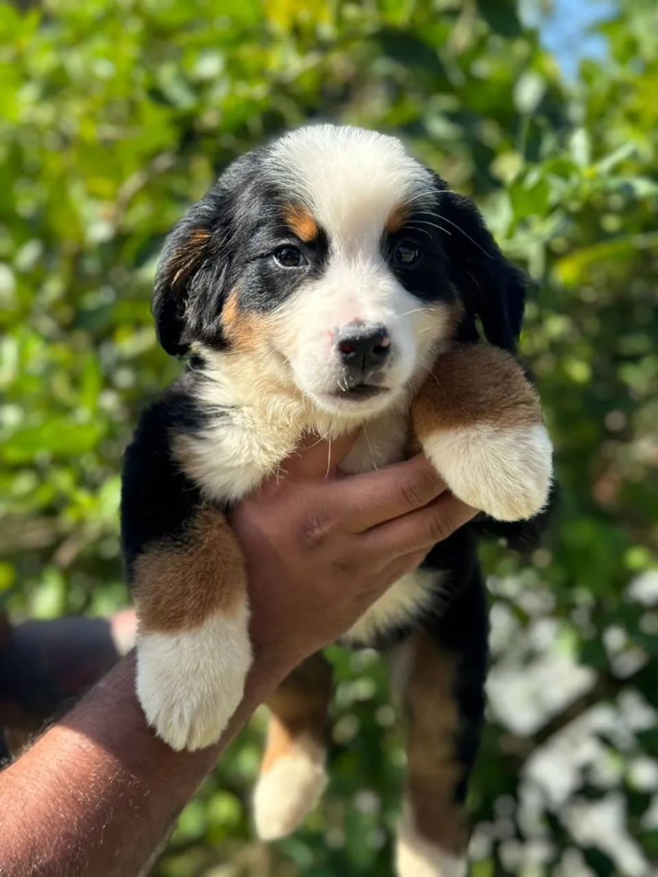Bernese Mountain 