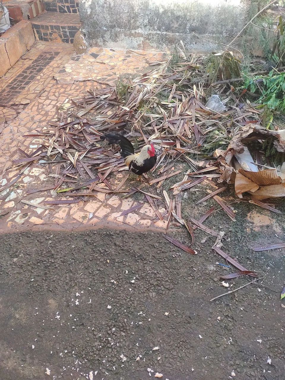 Pintinhos de galinha gigante. - Foto 2