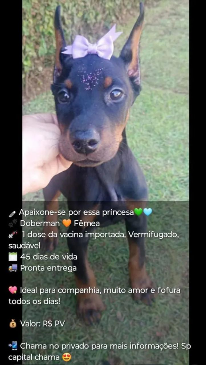 Doberman fêmea ?