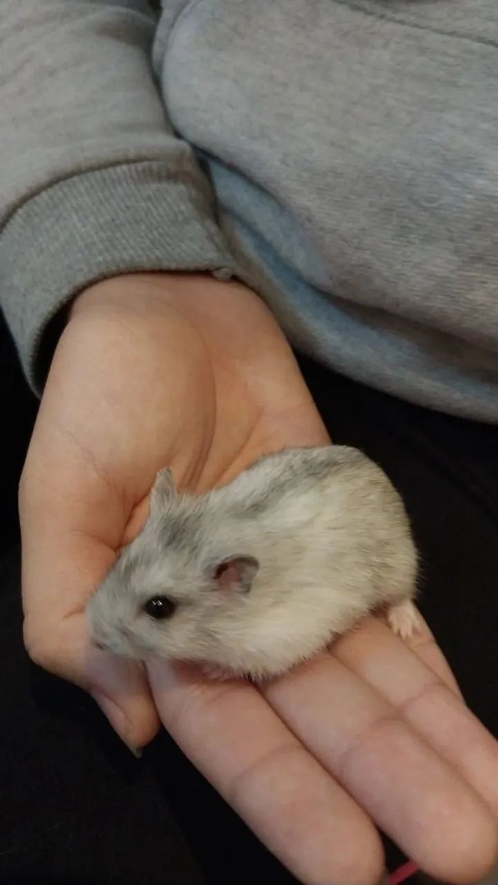 Hamster anão russo 