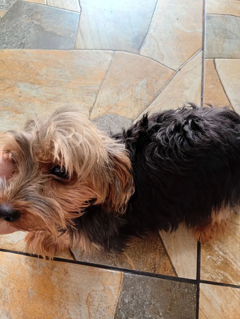 Cachorra  - Foto 3