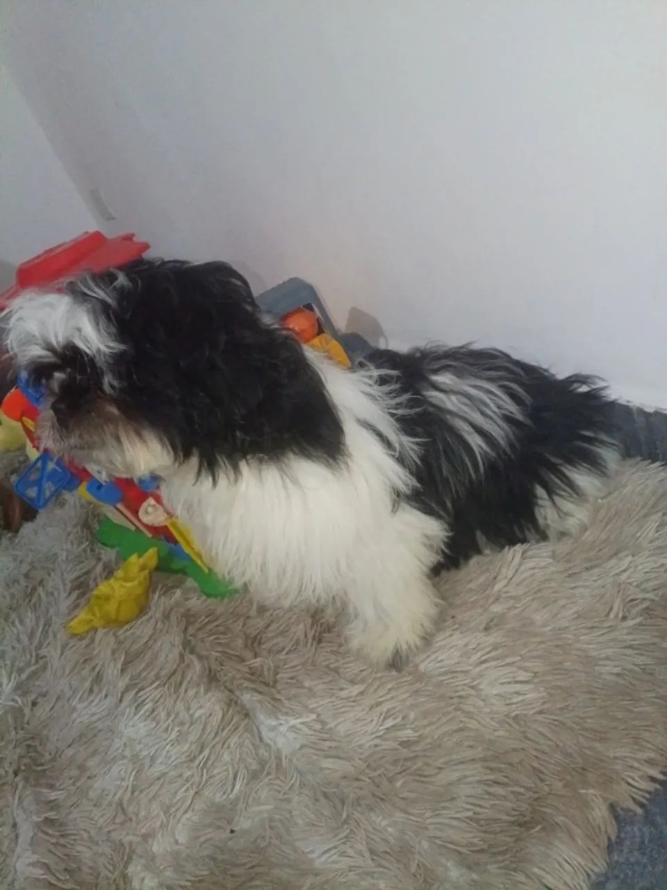 Shitzu  - Foto 5