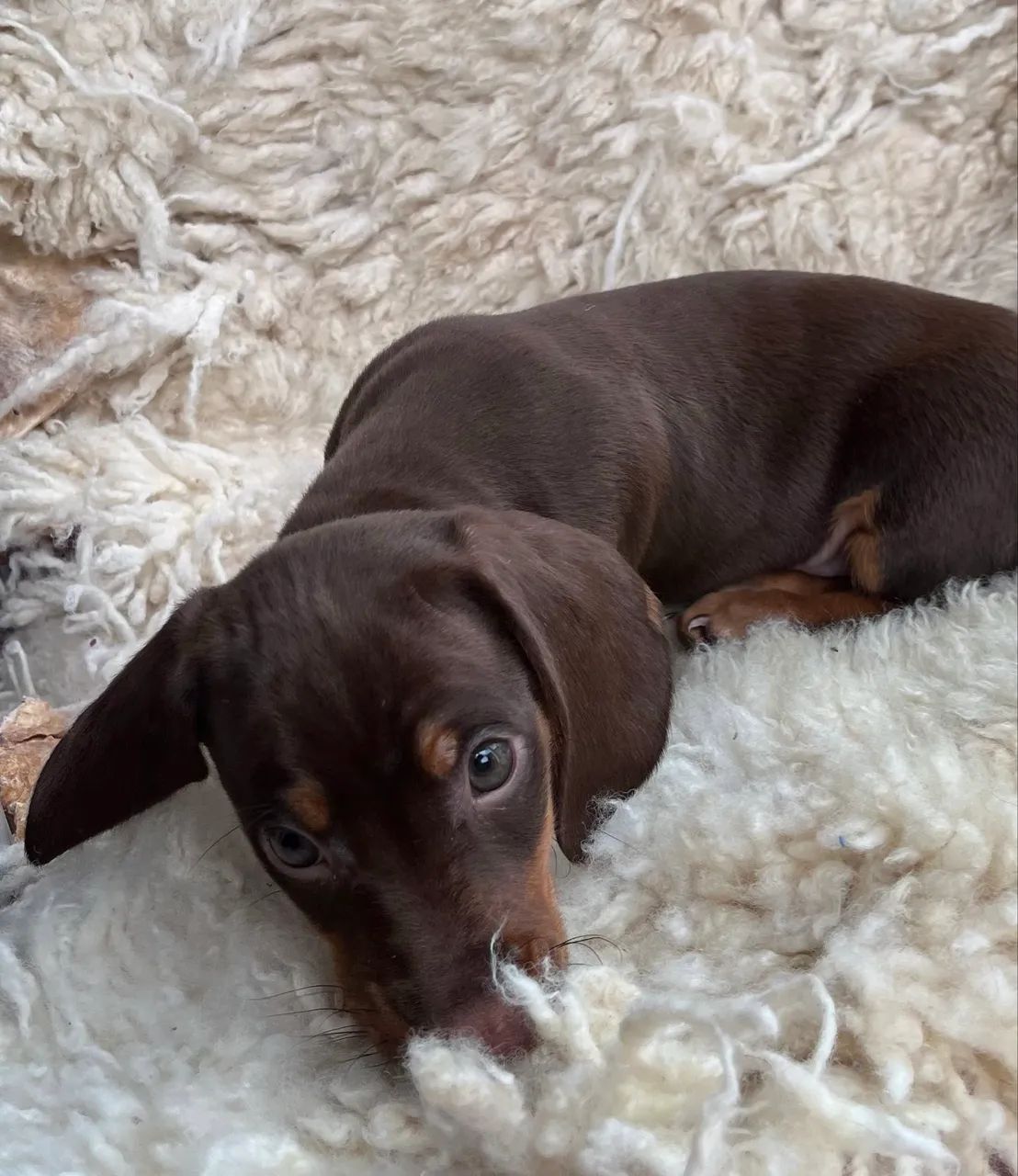 Filhotes dachshund (Machos)  - Foto 5
