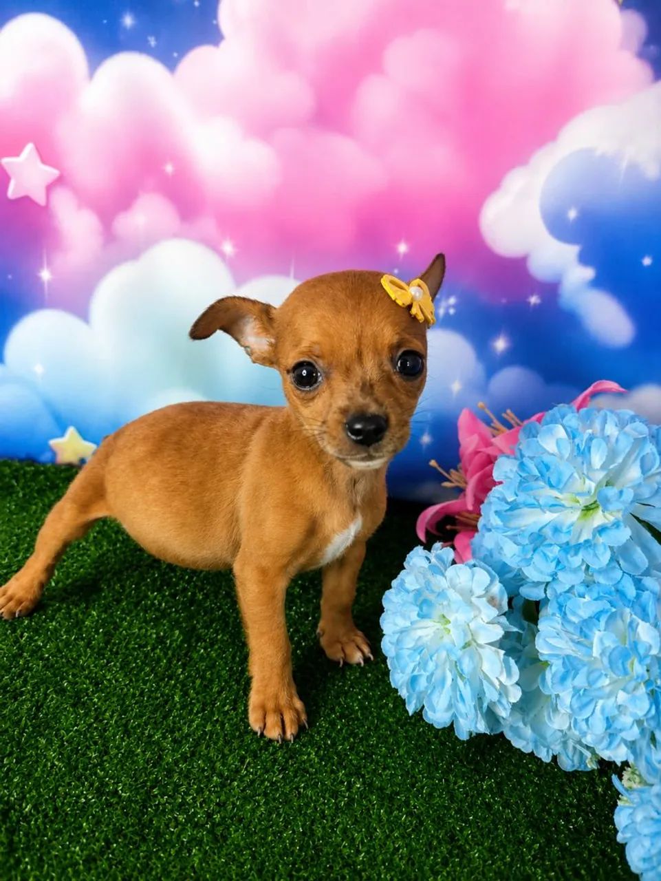 Filhotes de pinscher base 