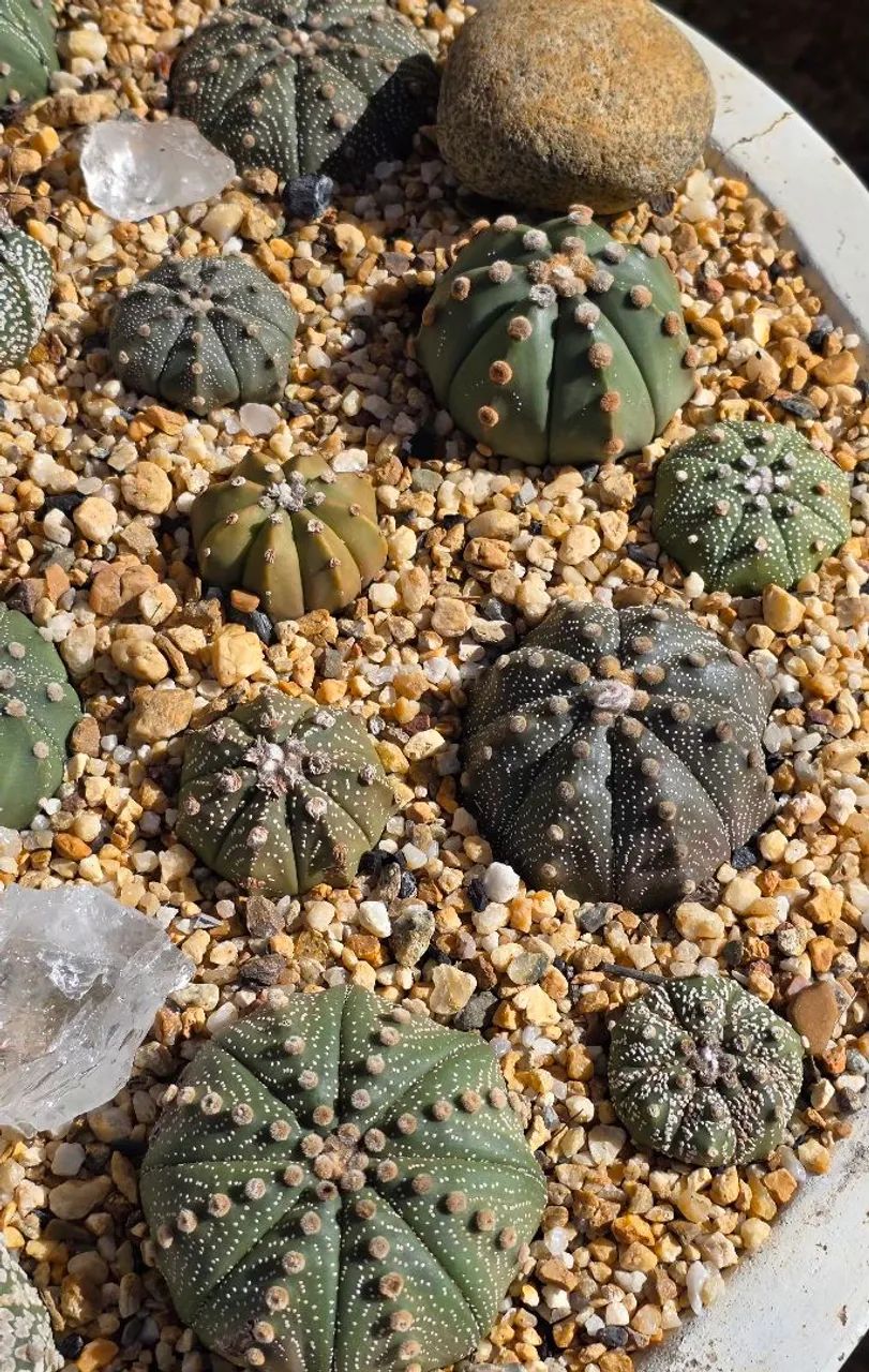 Cactos  - Foto 2