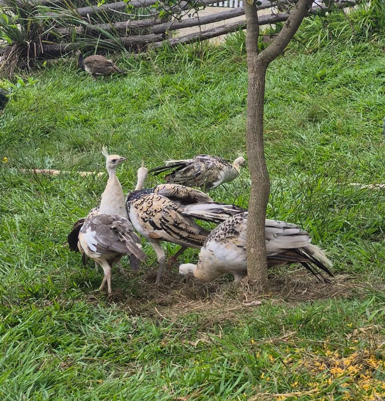 Pavos  - Foto 3