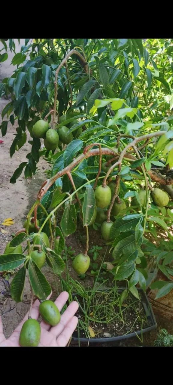 Muda Cajá anão  - Foto 2